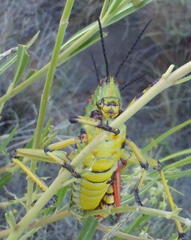 Phymateus morbillosus morbillosus