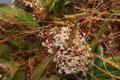 Cuscuta africana