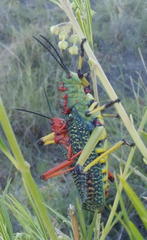 Phymateus morbillosus morbillosus