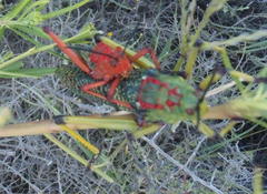 Phymateus morbillosus morbillosus