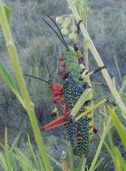 Phymateus morbillosus morbillosus