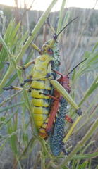 Phymateus morbillosus morbillosus