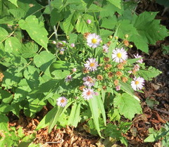 Symphyotrichum × versicolor