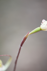 Caladenia validinervia