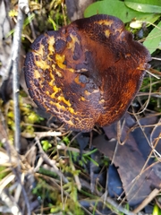 Austropaxillus squarrosus