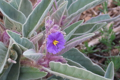 Solanum sturtianum