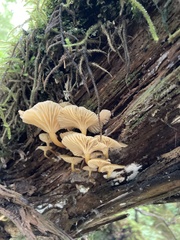 Chrysomphalina chrysophylla