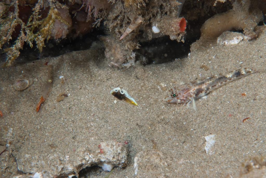 Blotched Goby