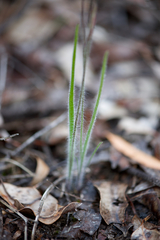Caladenia validinervia