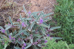 Solanum sturtianum