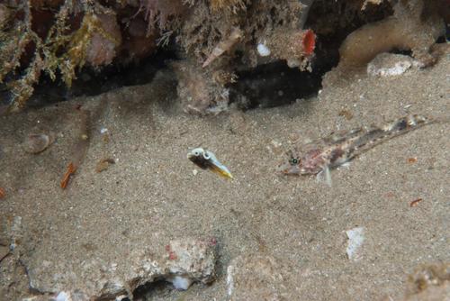 Halichoeres iridis