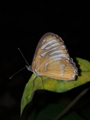 Mestra hersilia hersilia