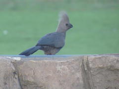 Corythaixoides concolor bechuanae
