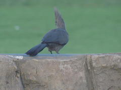 Corythaixoides concolor bechuanae