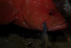 Cephalopholis sonnerati