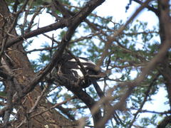 Lanius melanoleucus melanoleucus