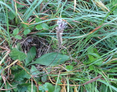 Plantago urvillei