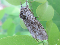 Calliteara argentata