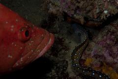 Gymnothorax nudivomer
