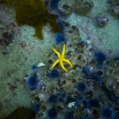 Henricia leviuscula