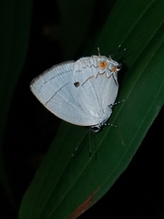 Iaspis andersoni
