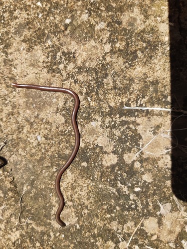 Photo of a Bonda Blind Snake (Liotyphlops bondensis)