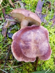 Leucopaxillus lilacinus