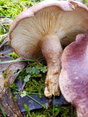 Leucopaxillus lilacinus