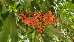Saraca declinata