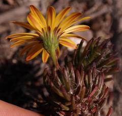 Osteospermum subulatum