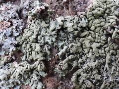 Hypogymnia farinacea