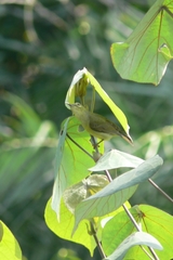 Anthreptes malacensis