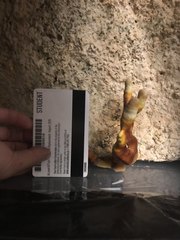 Ganoderma multipileum