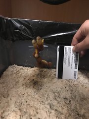 Ganoderma multipileum