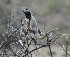 Agama aculeata