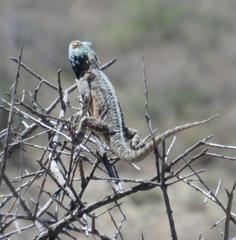 Agama aculeata