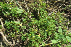 Oxalis