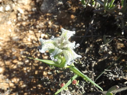 Ferraria ferrariola