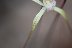 Caladenia validinervia