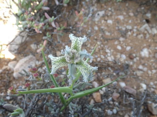 Ferraria ferrariola