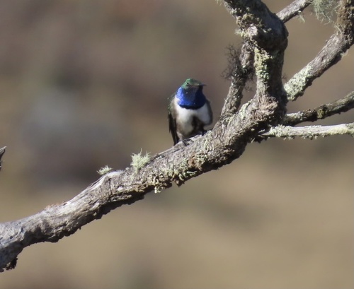 Blue-throated Hillstar (Oreotrochilus cyanolaemus), photo 10