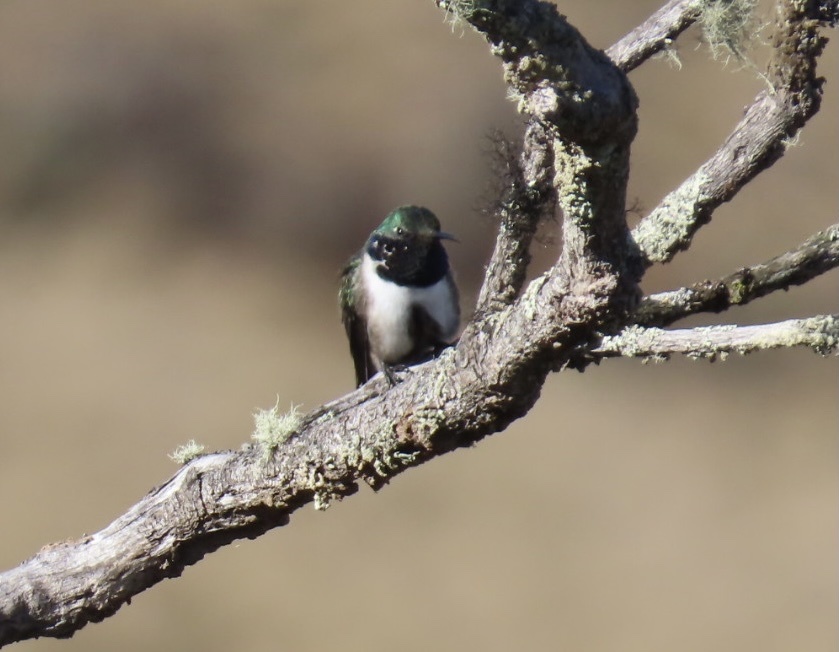 Blue-throated Hillstar (Oreotrochilus cyanolaemus), photo 6