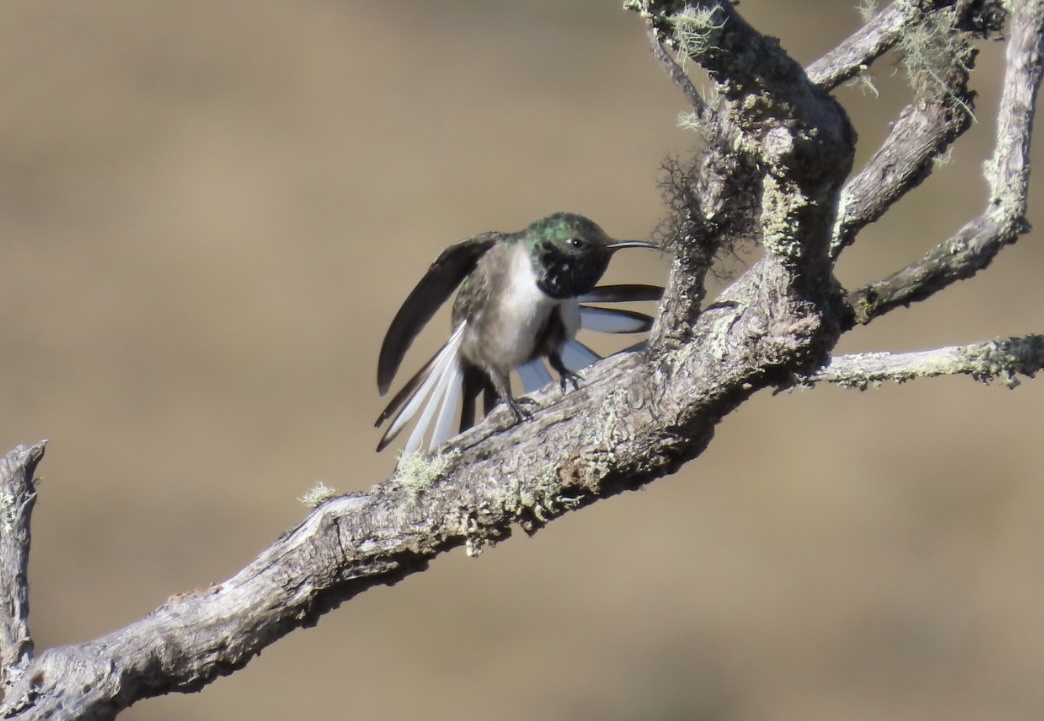 Blue-throated Hillstar (Oreotrochilus cyanolaemus), photo 7