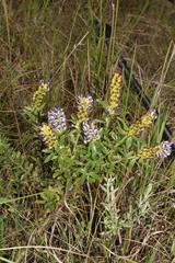 Psoralea spicata