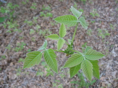 Toxicodendron radicans pubens