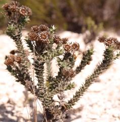 Achyranthemum mucronatum