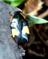 Pedinorrhina trivittata