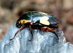 Pedinorrhina trivittata