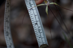 Caladenia validinervia
