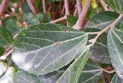 Grewia caffra